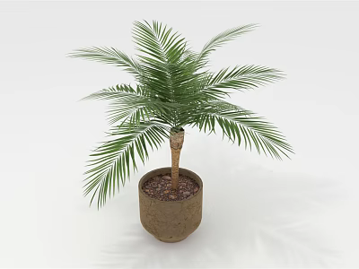 Lush Green Palm Plant In Brown Pot For Indoor Home Decoration 3d model