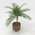 Lush Green Palm Plant In Brown Pot For Indoor Home Decoration