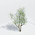 Tree With Three Trunks And Green White Leaves On White Background