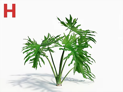 Tropical Plant With Green Divided Leaves Upright Stems And Shadow On White Backdrop 3d model