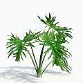 Tropical Plant With Green Divided Leaves Upright Stems And Shadow On White Backdrop