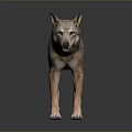 Realistic 3D Wolf Model With Detailed Fur And Natural Stance On Dark Surface