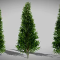Three Tall Green Evergreen Trees with Lush Foliage and Trunks and Long Shadows on Ground
