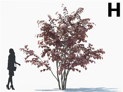 Deciduous Tree With Dark Red Leaves And Multi Stemmed Trunk Near Human Silhouette 3d model