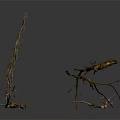 Dry Plant Branches with Exposed Roots on Dark Background