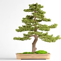 Decorative Bonsai Plant With Green Foliage Brown Trunk In Rectangular Pot And Moss