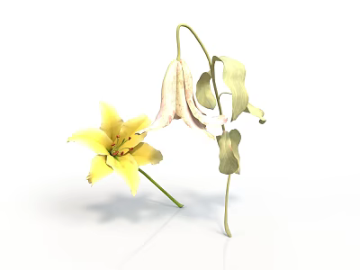 Yellow Lily Flower and Wilted Plant with Green Leaves on White Surface 3d model