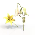 Yellow Lily Flower and Wilted Plant with Green Leaves on White Surface
