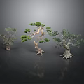 Bonsai Trees With Different Forms Twisted Trunks And Lush Foliage On Black Smooth Surface