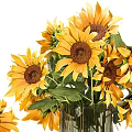 Two Elegant Glass Vases With Fresh Sunflowers And Scattered Petals