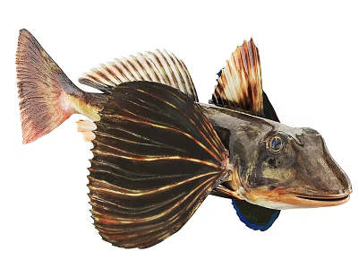 Unique Aquatic Fish With Large Brown Striped Fins And Prominent Eyes 3d model