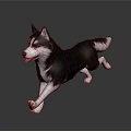 Black and White Husky Running With Tongue Out On Dark Background With Floor Reflection