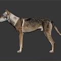 Wolf Dog With Brown White Black Fur In Standing Pose Against Gray Background And Reflective Floor