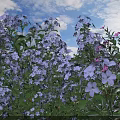 Blooming Blue And White Flowers With Pink Blooms In Outdoor Garden Under Blue Sky