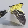 Yellow Flying Bird With Spread Black Wings And Black Head In Mid Flight