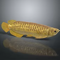 Golden Arowana Fish With Shiny Golden Scales And Clear Reflection On Dark Background