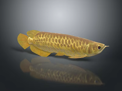 Golden Arowana Fish With Shiny Golden Scales And Clear Reflection On Dark Background 3d model
