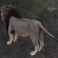 Majestic Male Lion With Thick Mane Standing On Lush Green Grassland