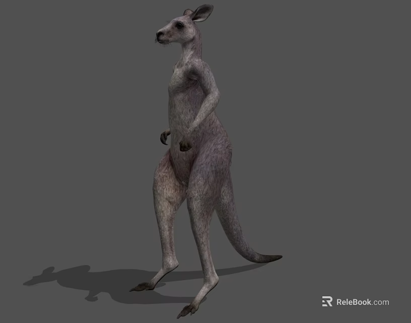 Standing Kangaroo 3D Model With Grey Fur And Shaded Background 3d model 