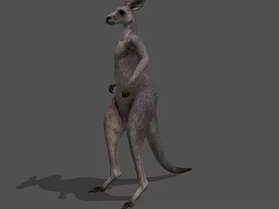 Standing Kangaroo 3D Model With Grey Fur And Shaded Background 3d model