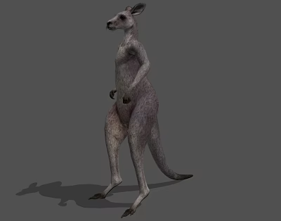 Standing Kangaroo 3D Model With Grey Fur And Shaded Background 3d model