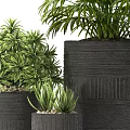 Green Leafy Bonsai Potted Plants in Black Textured Pots of Various Sizes