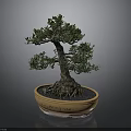 Bonsai Tree Bonsai Pottery Pot Roots Green Leaves Pottery Pottery Flower Pot