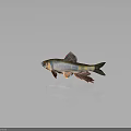 Vibrant Colorful Fish With Red Fins Blue Scales And Yellow Tail On Dark Background