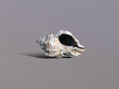Detailed Natural Spiral Seashell With White Brown Texture On Gray Background 3d model