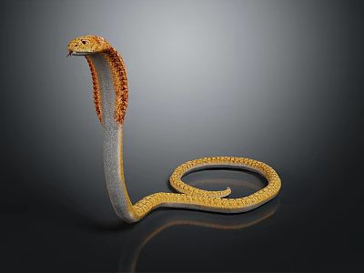 Yellow and brown patterned cobra with raised head and coiled body on black background 3d model