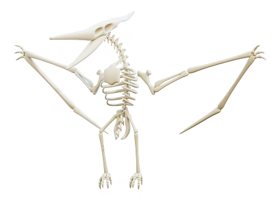 Unique Dinosaur Skeleton Decorative Ornament Set for Home Display Decoration 3d model