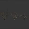 Three Leafless Trees with Bare Trunks and Branches on White Background with Reflection