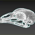 Detailed Avian Skull Skeleton With Natural Bone Texture And Beak Features