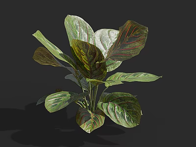 Lush Bonsai Potted Plant With Large Variegated Green And Brown Leaves For Indoor Decor 3d model