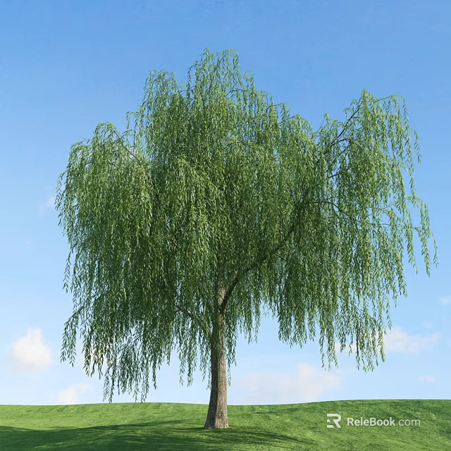 Tall Willow Tree With Hanging Branches And Green Leaves Against Blue Sky 3d model 
