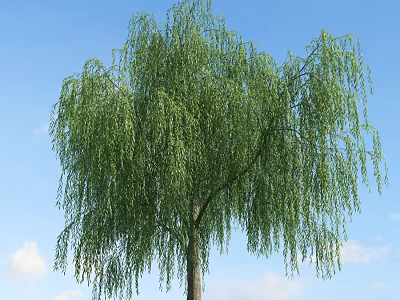 Tall Willow Tree With Hanging Branches And Green Leaves Against Blue Sky 3d model