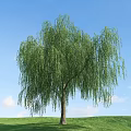 Tall Willow Tree With Hanging Branches And Green Leaves Against Blue Sky