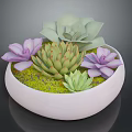 Succulent Plants in White Bowl with Purple Flowers Green Leaves and Lush Moss