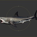 shark great white shark whale shark hammerhead shark tiger head shark man-eating shark blue shark coral red coral white coral 3d model