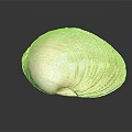 Natural Clam Shell With Light Brown Textured Surface On Black Background