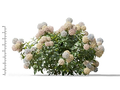 Modern Hydrangea 3d model