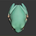 Turquoise Green Frog With Yellow Eyes White Underbelly And Pink Toes On Dark Reflective Surface