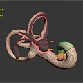 3D Rendered Inner Ear Anatomy Model With Colored Structures And Cochlea