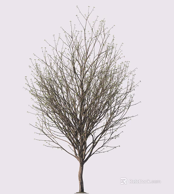 Leafless Tree With Small Fresh Buds Against Light Colored Natural Background 3d model