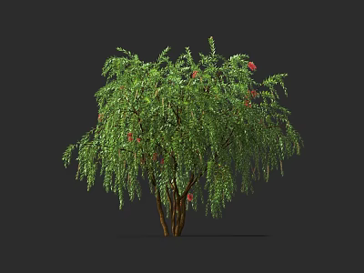 Lush Green Shrub with Drooping Branches and Red Flowers for Garden Landscaping 3d model