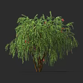 Lush Green Shrub with Drooping Branches and Red Flowers for Garden Landscaping