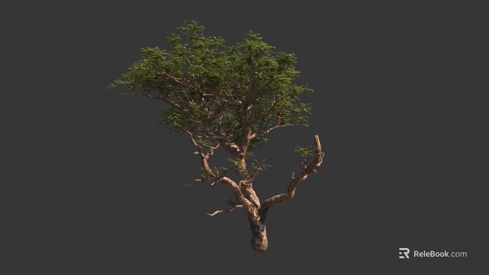 Tall Leafy Arbor Tree With Thick Trunk Twisted Branches And Green Foliage 3d model 