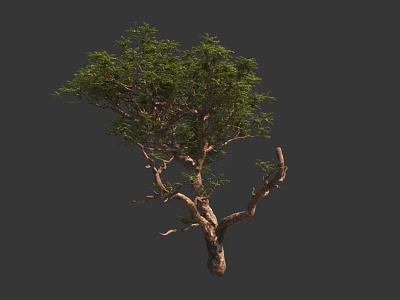 Tall Leafy Arbor Tree With Thick Trunk Twisted Branches And Green Foliage 3d model