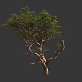 Tall Leafy Arbor Tree With Thick Trunk Twisted Branches And Green Foliage