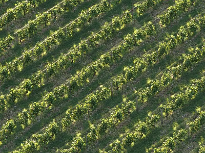 Aerial View Of Sunlit Vineyard Landscape With Neatly Arranged Rows Of Green Vines 3d model